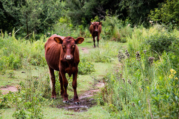 Vacas en naturaleza