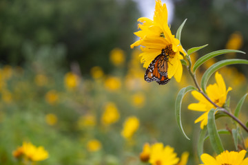 Monarch on yellow flower