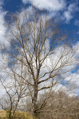 Fototapeta na wymiar Deciduous tree without leaf in Japan in winter season