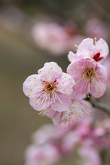 Plum blossoms in full bloom in Japan
