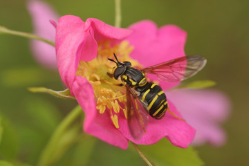 Close up of flower and wasp insect, Gallantin National Forest, Bozeman, Montana, USA