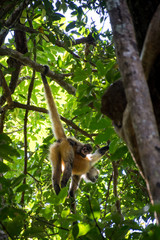 Spider monkey hanging from a branch carrying its baby, Rincon de la Vieja national park, Costa rica
