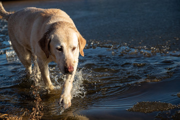 dog in the water