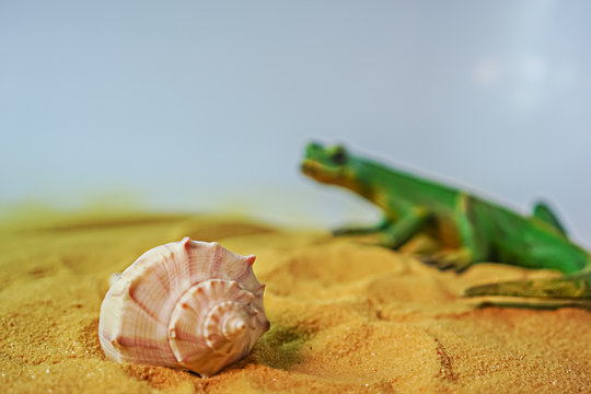 Lizard looks hungrily a sea snail