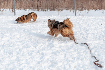 Large, beautiful red, cheerful dogs run and jump joyfully on a snow-covered area in the countryside, enjoying an outdoor walk in good winter weather