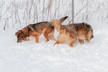 Large, beautiful red, cheerful dogs run and jump joyfully on a snow-covered area in the countryside, enjoying an outdoor walk in good winter weather