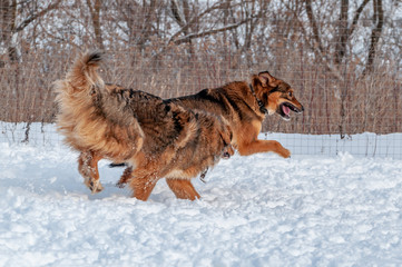 Large, beautiful red, cheerful dogs run and jump joyfully on a snow-covered area in the countryside, enjoying an outdoor walk in good winter weather