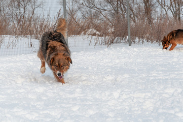 Large, beautiful red, cheerful dogs run and jump joyfully on a snow-covered area in the countryside, enjoying an outdoor walk in good winter weather