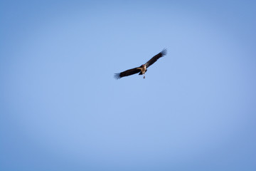 Marabout en vol (oiseau)