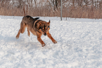 Large, beautiful red, cheerful dogs run and jump joyfully on a snow-covered area in the countryside, enjoying an outdoor walk in good winter weather