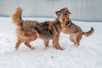 Large, beautiful red, cheerful dogs run and jump joyfully on a snow-covered area in the countryside, enjoying an outdoor walk in good winter weather