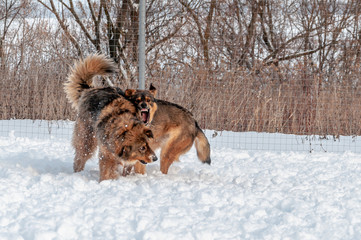 Large, beautiful red, cheerful dogs run and jump joyfully on a snow-covered area in the countryside, enjoying an outdoor walk in good winter weather