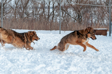Fototapeta na wymiar Large, beautiful red, cheerful dogs run and jump joyfully on a snow-covered area in the countryside, enjoying an outdoor walk in good winter weather
