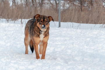 Large, beautiful red, cheerful dogs run and jump joyfully on a snow-covered area in the countryside, enjoying an outdoor walk in good winter weather