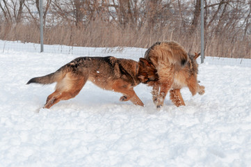 Large, beautiful red, cheerful dogs run and jump joyfully on a snow-covered area in the countryside, enjoying an outdoor walk in good winter weather