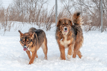 Large, beautiful red, cheerful dogs run and jump joyfully on a snow-covered area in the countryside, enjoying an outdoor walk in good winter weather