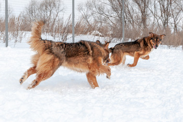 Large, beautiful red, cheerful dogs run and jump joyfully on a snow-covered area in the countryside, enjoying an outdoor walk in good winter weather