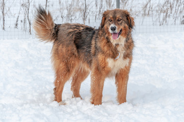 Fototapeta na wymiar Large, beautiful red, cheerful dogs run and jump joyfully on a snow-covered area in the countryside, enjoying an outdoor walk in good winter weather