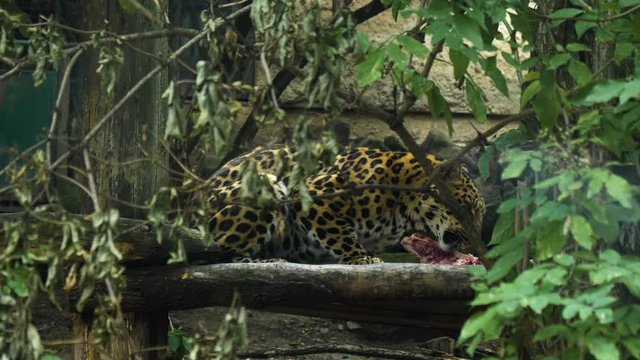 Gepard eating meat in the zoo.
