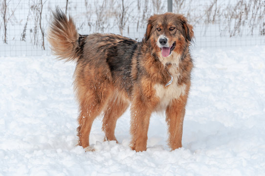Large, beautiful red, cheerful dogs run and jump joyfully on a snow-covered area in the countryside, enjoying an outdoor walk in good winter weather