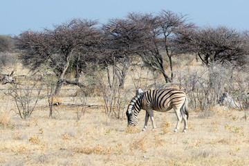 Fototapeta na wymiar Zèbre de Namibie