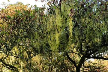 ツツジの木に垂れ下がるイトゴケ