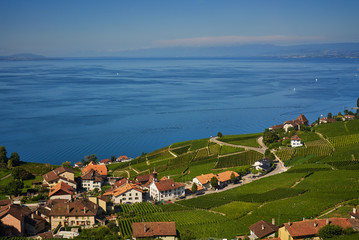 Fototapeta na wymiar views of the vineyards and Lake Leman near Lausanne in Switzerland