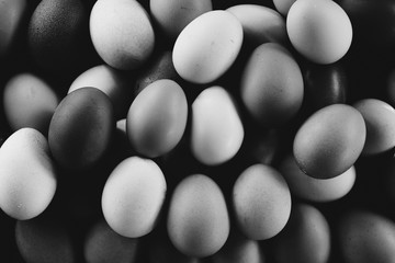 Group of chicken eggs in black and white.