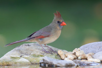 Northern cardinal in a backyard home feeder
