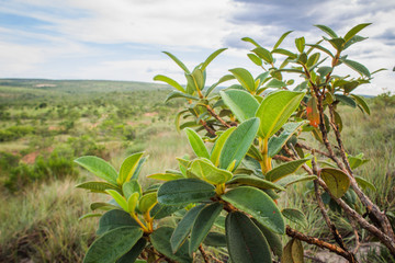 Rural landscape in Minas Gerais, Brazil, featuring cerrado vegetation under a blue sky with some clouds.