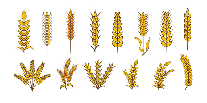 Wheat vector set collection graphic clipart design