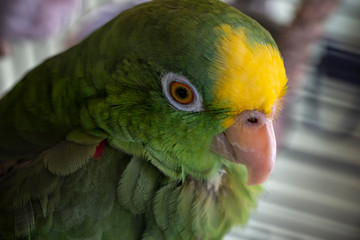 Yellow Headed Parrot 