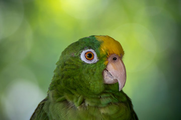 Yellow Headed Parrot 