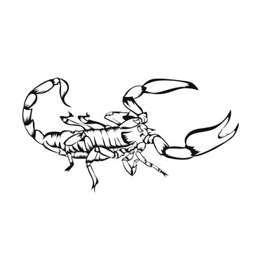 Simple design of sketch scorpion 