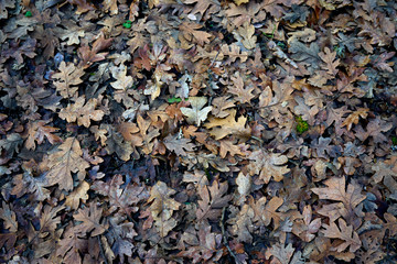 fallen leaves
