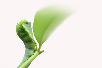 The green, chubby worm is eating the leaves on a white background.