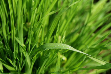 dew of rain, drops of water on a blade of grass against a background of a lush green meadow, close-up