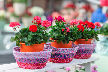 Red geranium in flower pots. Selective focus