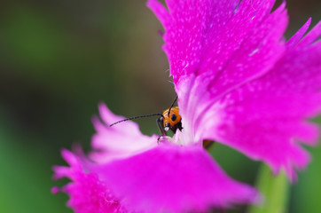 ナデシコの花を食べるウリハムシ