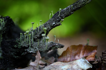 natura w lesie grzyb
