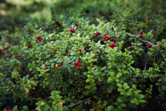 the whole lawn of ripe and fresh lingonberry in the forest, Vaccinium vitis-idaea