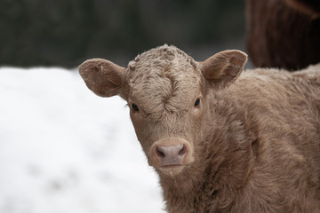 Charolais Calf Outside in Winter