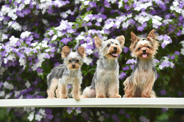 ヨークシャテリア