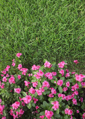 Fototapeta premium Pink flowers in garden