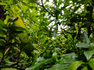 Flower macro shot in a rainy day.