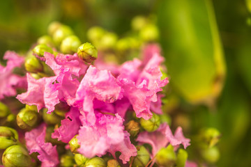 pink flowers in the garden
