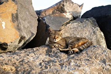 Sleepy stray cat basking in the evening sun.