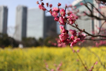 flores rosas de un árbol de ciruelos en un día soleado dentro de un parque en medio de la ciudad