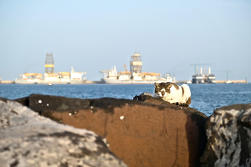 Stray cat basking in the evening sun. Water and harbor in soft background.