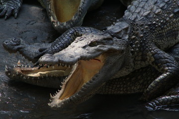close up  a cocodrilo en un pantano